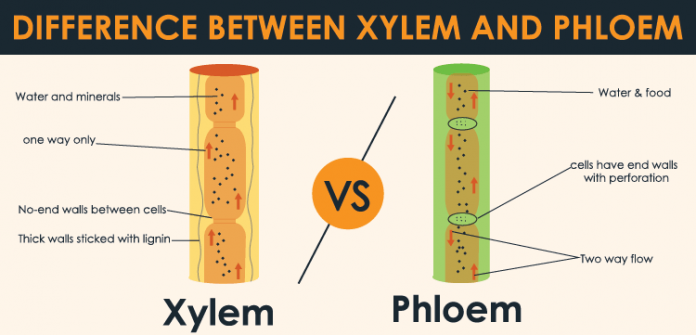 Difference between xylem and phloem