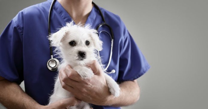 5 Ways Pets Can Improve Your Health