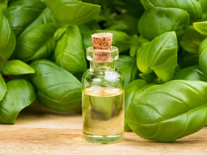 11 Amazing Benefits Of Basil Essential Oil.